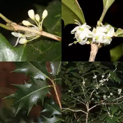 OSMANTHUS heterophyllus - Osmanthe à feuilles variables