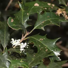 OSMANTHUS heterophyllus - Osmanthe à feuilles variables