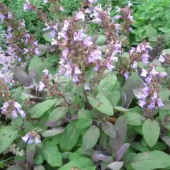 SALVIA officinalis 'Grete Stölzle' - Sauge officinale