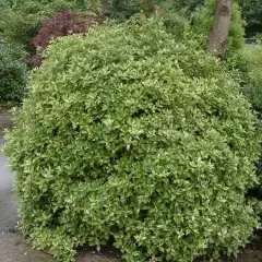 OSMANTHUS heterophyllus 'Tricolor' - Osmanthe à feuilles variables 'Tricolor'