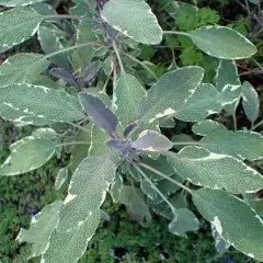 SALVIA officinalis 'Tricolor' - Sauge officinale