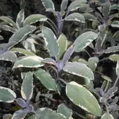 SALVIA officinalis 'Tricolor' - Sauge officinale