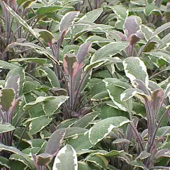 SALVIA officinalis 'Tricolor' - Sauge officinale