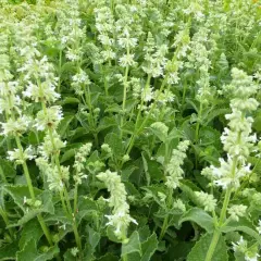 SALVIA verticillata 'Alba' - Sauge vivace