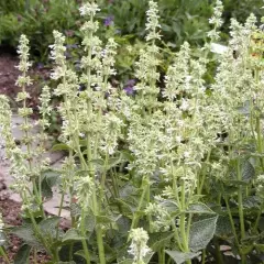 SALVIA verticillata 'Alba' - Sauge vivace