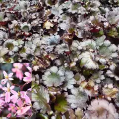 SAXIFRAGA cortusifolia 'Black Ruby' - Saxifrage