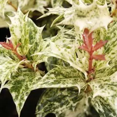 OSMANTHUS heterophyllus 'Goshiki' - Osmanthe à feuilles variables 'Goshiki'