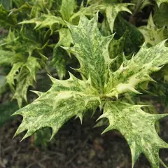 OSMANTHUS heterophyllus 'Goshiki' - Osmanthe à feuilles variables 'Goshiki'