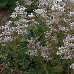 SAXIFRAGA cotyledon 'Southside Seedling' - Saxifrage