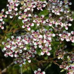 SAXIFRAGA cotyledon 'Southside Seedling' - Saxifrage