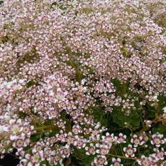 SAXIFRAGA cotyledon 'Southside Seedling' - Saxifrage