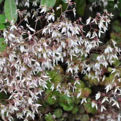 SAXIFRAGA stolonifera 'Cuscutiformis' - Saxifrage