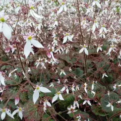 SAXIFRAGA stolonifera 'Cuscutiformis' - Saxifrage