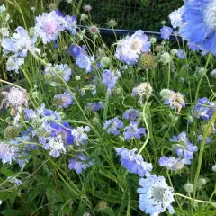 SCABIOSA caucasica 'Clive Greaves'