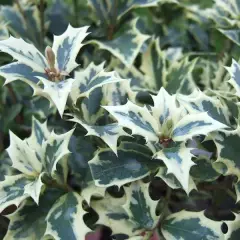 OSMANTHUS heterophyllus 'Variegatus' - Osmanthus à feuilles variables panachées