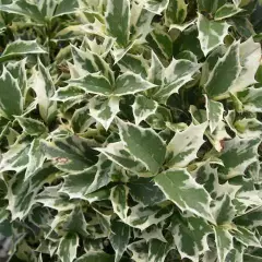 OSMANTHUS heterophyllus 'Variegatus' - Osmanthus à feuilles variables panachées
