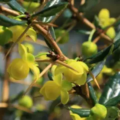 BERBERIS candidula - Epine vinette candidula