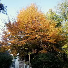 PARROTIA persica - Parrotie, Arbre de fer, superbe feuillage d'automne