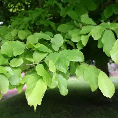 PARROTIA persica - Parrotie, Arbre de fer, superbe feuillage d'automne