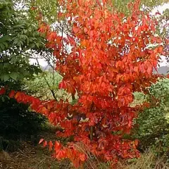 PARROTIA persica - Parrotie, Arbre de fer, superbe feuillage d'automne