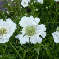 SCABIOSA caucasica 'Miss Willmott'