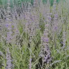 PEROVSKIA atriplicifolia 'Blue Spire' - Sauge d'Afghanistan 'Blue spire'