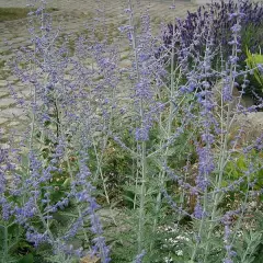 PEROVSKIA atriplicifolia 'Blue Spire' - Sauge d'Afghanistan 'Blue spire'