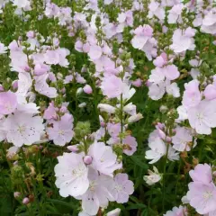 SIDALCEA 'Little Princess'®