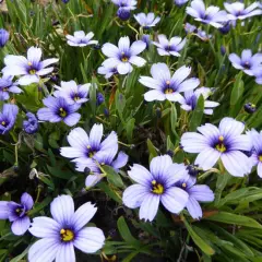 SISYRINCHIUM 'Devon Skies' - Bermudienne