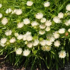 STOKESIA laevis 'Mary Gregory'