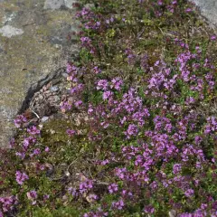 THYMUS 'Elfin' - Thym