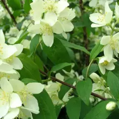 PHILADELPHUS 'Belle Etoile' - Seringat des jardins