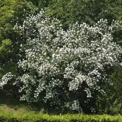 PHILADELPHUS 'Belle Etoile' - Seringat des jardins