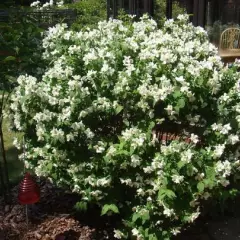 PHILADELPHUS 'Belle Etoile' - Seringat des jardins