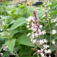 TIARELLA cordifolia 'Oakleaf' - Tiarelle