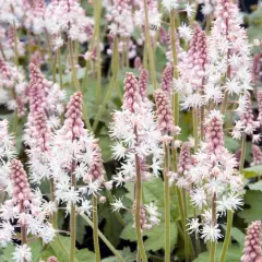 TIARELLA cordifolia 'Oakleaf' - Tiarelle