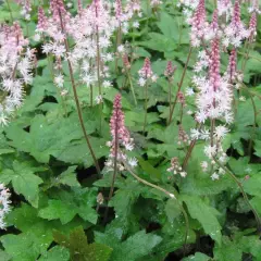 TIARELLA cordifolia 'Oakleaf' - Tiarelle