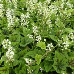 TIARELLA 'Appalachian Trail' ® - Tiarelle