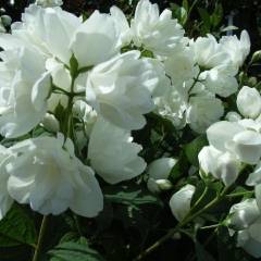 PHILADELPHUS 'Bouquet Blanc' - Seringat des jardins