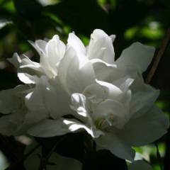 PHILADELPHUS 'Bouquet Blanc' - Seringat des jardins