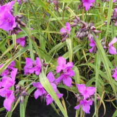 TRADESCANTIA 'Red Grape' - Ephémère de Virginie