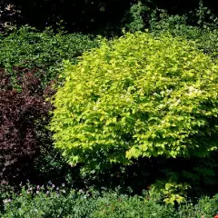 PHILADELPHUS coronarius 'Aureus' - Seringat des jardins feuilles jaunes