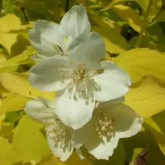 PHILADELPHUS coronarius 'Aureus' - Seringat des jardins feuilles jaunes