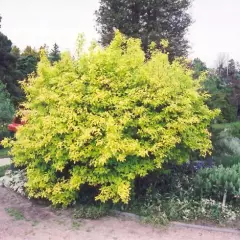 PHILADELPHUS coronarius 'Aureus' - Seringat à feuilles jaunes