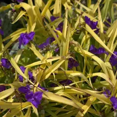 TRADESCANTIA 'Sweet Kate' - Ephémère de Virginie