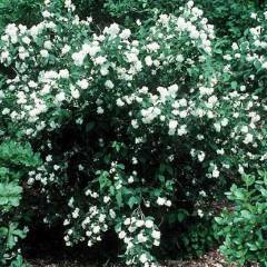 PHILADELPHUS minnesota 'Snowflake' - Seringat des jardins à fleurs doubles
