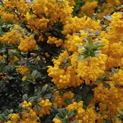 BERBERIS darwinii - Epine vinette de 'Darwin'