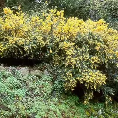 BERBERIS darwinii - Epine vinette de 'Darwin'