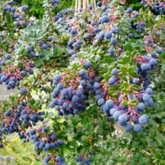 BERBERIS darwinii - Epine vinette de 'Darwin'