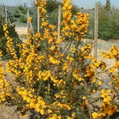 BERBERIS darwinii - Epine vinette de 'Darwin'